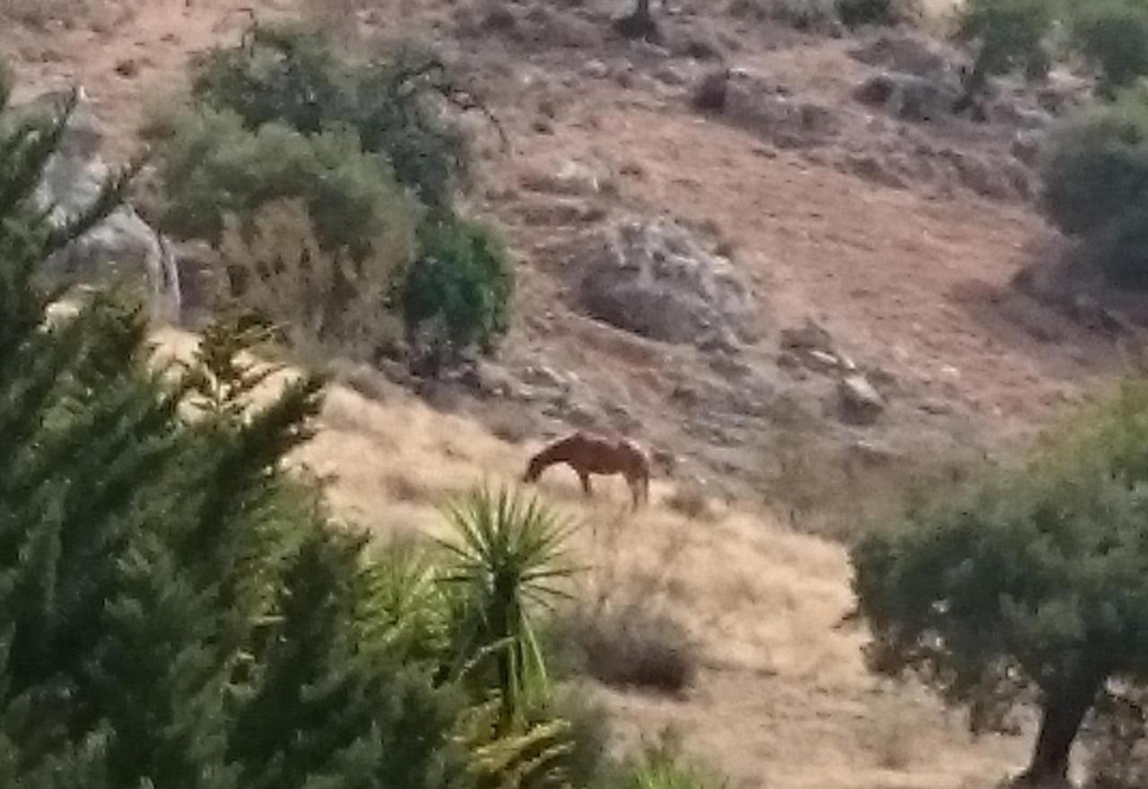 Finca Santa Matilde Малага Экстерьер фото